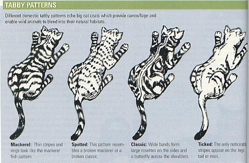 TABBY PATTERNS image