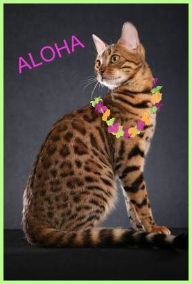 Aloha_Tink_in_Green