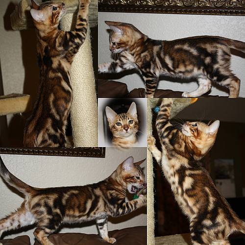 Marbled Bengal Kitten image